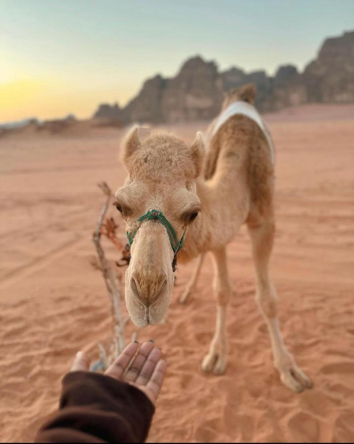 Wadi Rum Desert Camp المظهر الخارجي الصورة