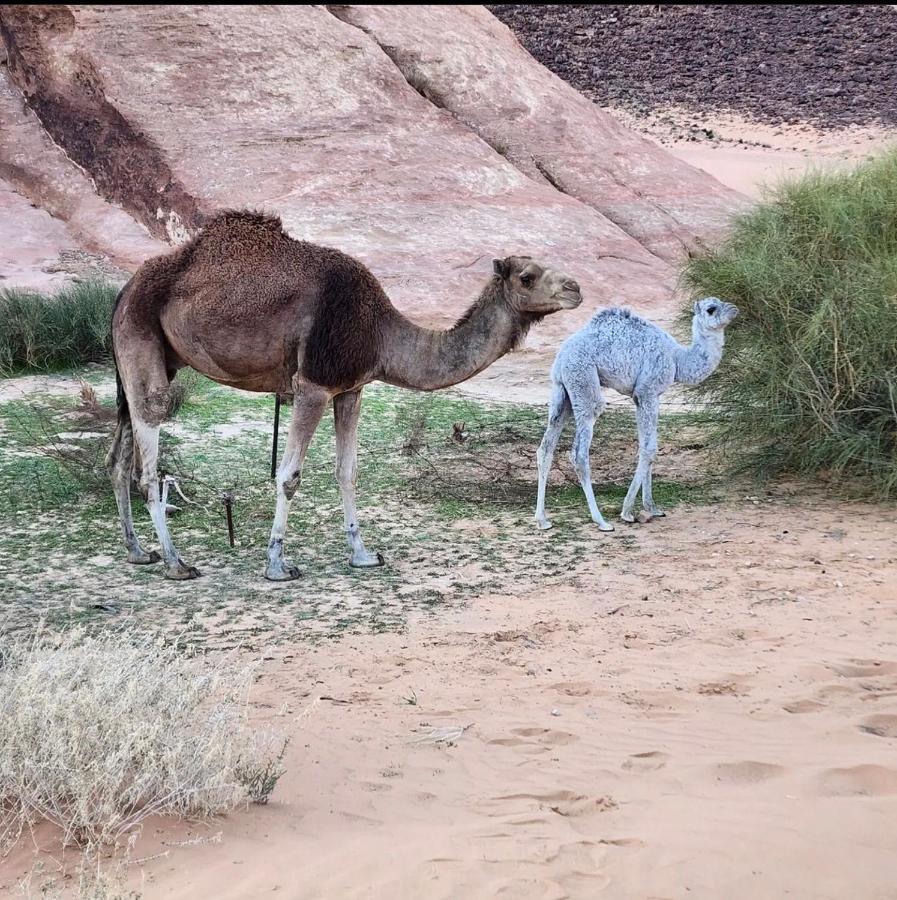 Wadi Rum Desert Camp المظهر الخارجي الصورة
